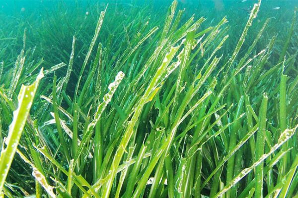 etude-herbier-posidonies-mer-mediterranee