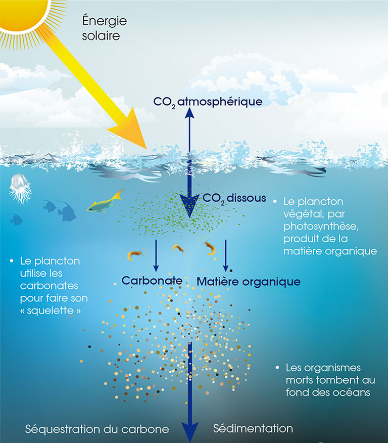 schema-fonctionnement-pompe-carbone-ocean