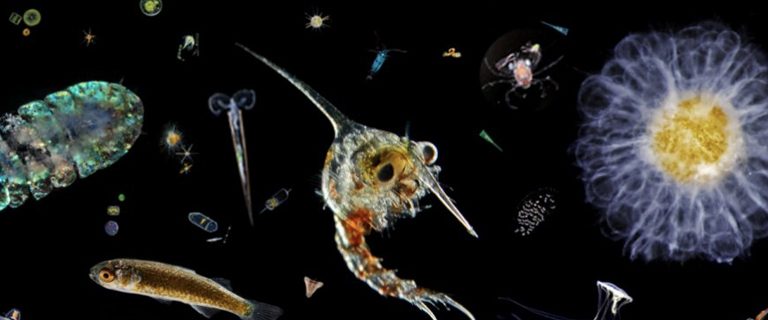 role-zooplancton-ocean