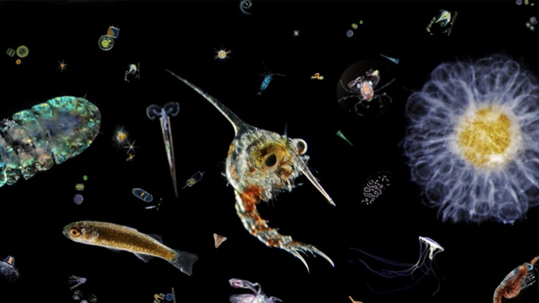 role zooplancton ocean