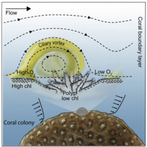 système-ventilation-coraux