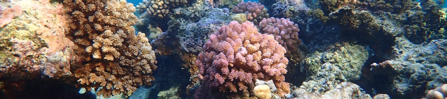 recif-coraux-excrement-poissons-vf